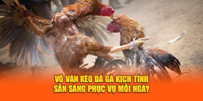 vo-van-keo-da-ga-kich-tinh-san-sang-phuc-vu-moi-ngay