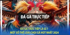 Đá gà cựa dao siêu cuốn hút