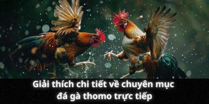 Giải thích chi tiết về chuyên mục đá gà thomo trực tiếp