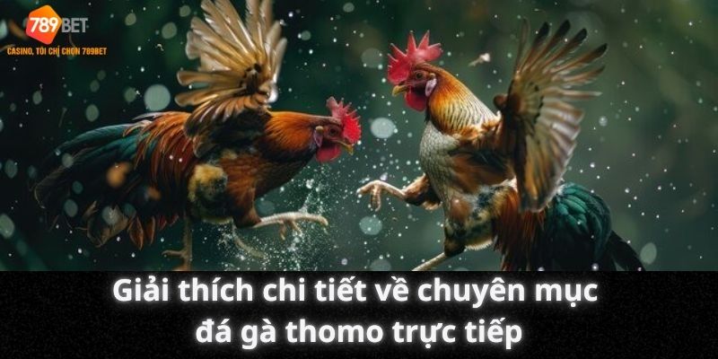 Giải thích chi tiết về chuyên mục đá gà thomo trực tiếp