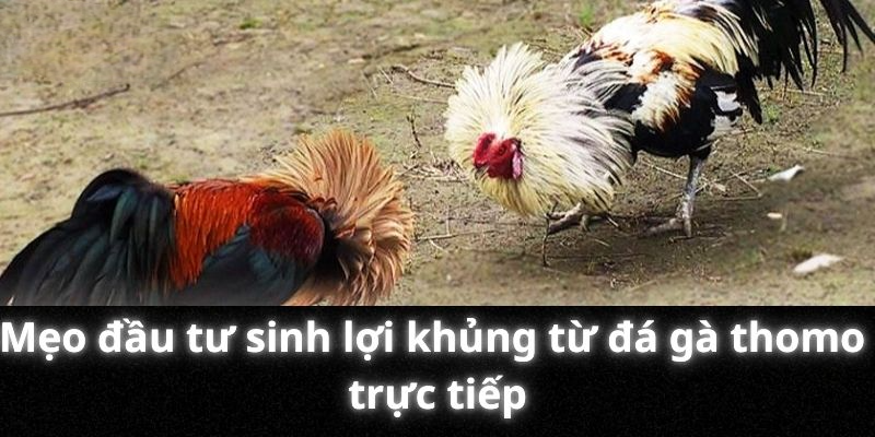 Mẹo đầu tư sinh lợi khủng từ đá gà thomo trực tiếp