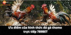 Ưu điểm của hình thức đá gà thomo trực tiếp 789BET