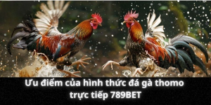 Ưu điểm của hình thức đá gà thomo trực tiếp 789BET