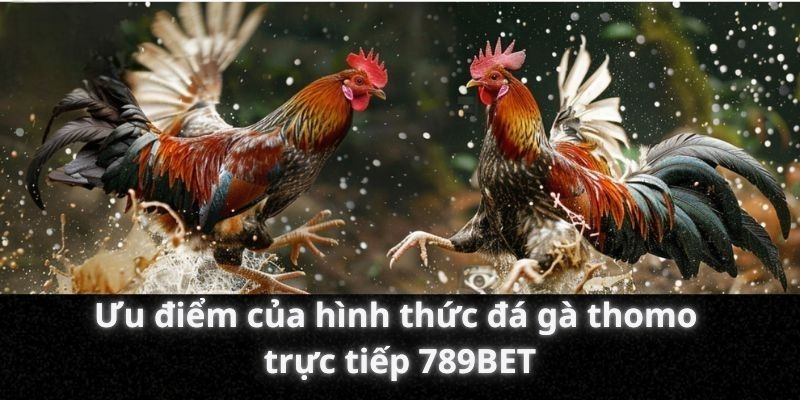 Ưu điểm của hình thức đá gà thomo trực tiếp 789BET