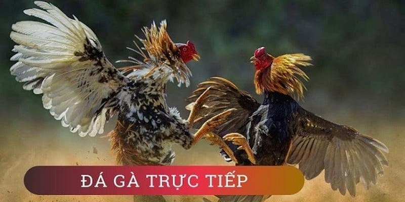 Hình thức chọi gà trực tiếp hấp dẫn tại 789Bet