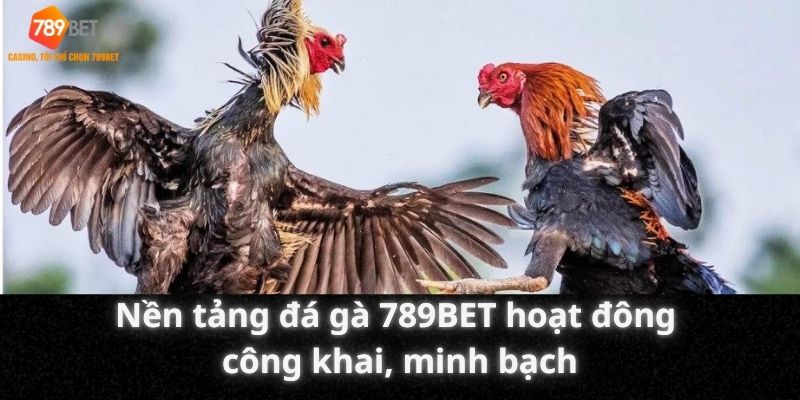 Nền tảng đá gà 789BET hoạt động công khai, minh bạch