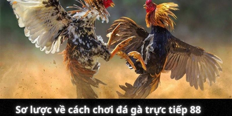 Sơ lược về cách chơi đá gà trực tiếp 88