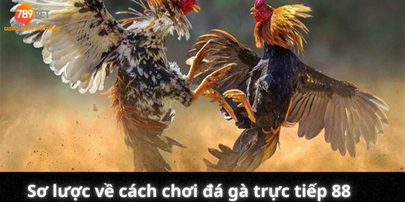 Sơ lược về cách chơi đá gà trực tiếp 88